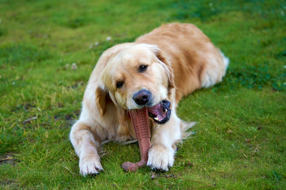 Juguete Kong Resistente para mascotas - NOMA Pets MX