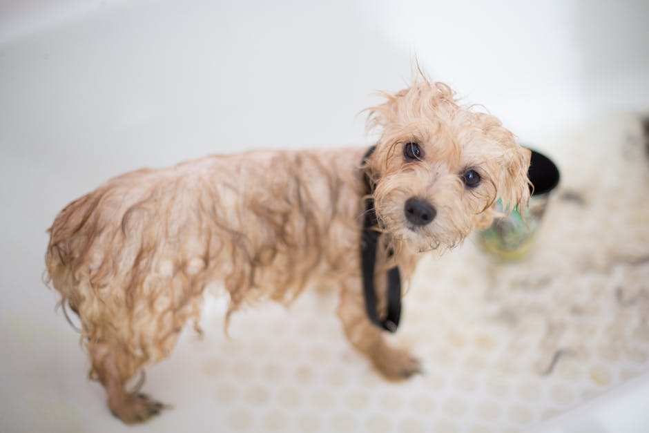 Pulverizador Champú Seco para Perros