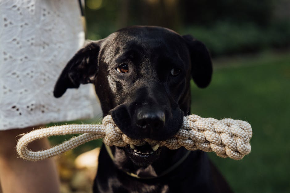 Juguete de Cuerda con Flecos para mascotas - NOMA Pets MX