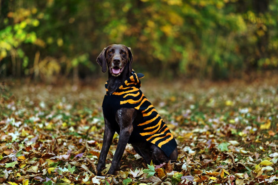 Sudadera/Hoodie para Perro para mascotas - NOMA Pets MX