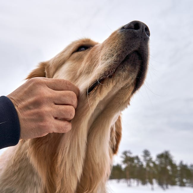 Bálsamo Natural para Patas Reparador