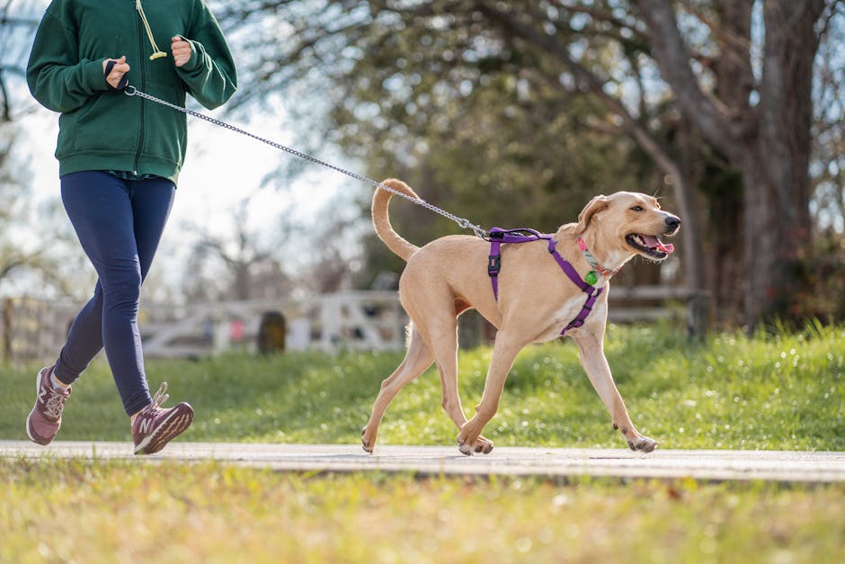 Arnés Sin Jalón Ajustable para mascotas - NOMA Pets MX