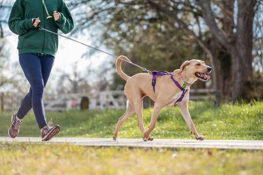 Arnés Sin Jalón Ajustable para mascotas - NOMA Pets MX