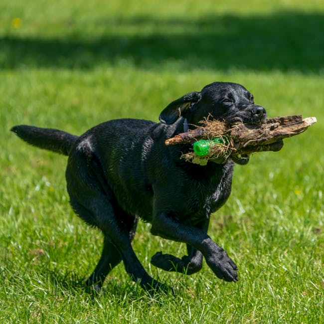 Frisbee Suave para Perros para mascotas - NOMA Pets MX