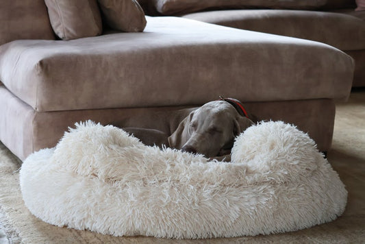 Cama Ortopédica Plush para Perros