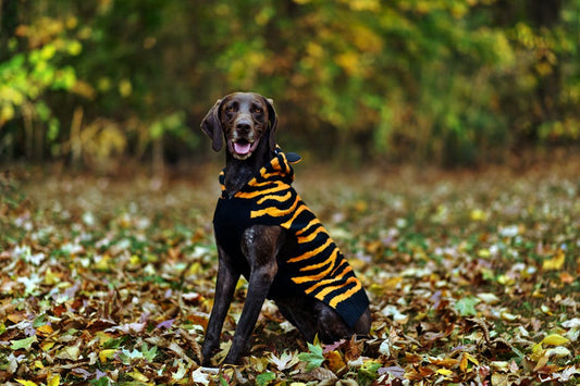 Sudadera/Hoodie para Perro para mascotas - NOMA Pets MX