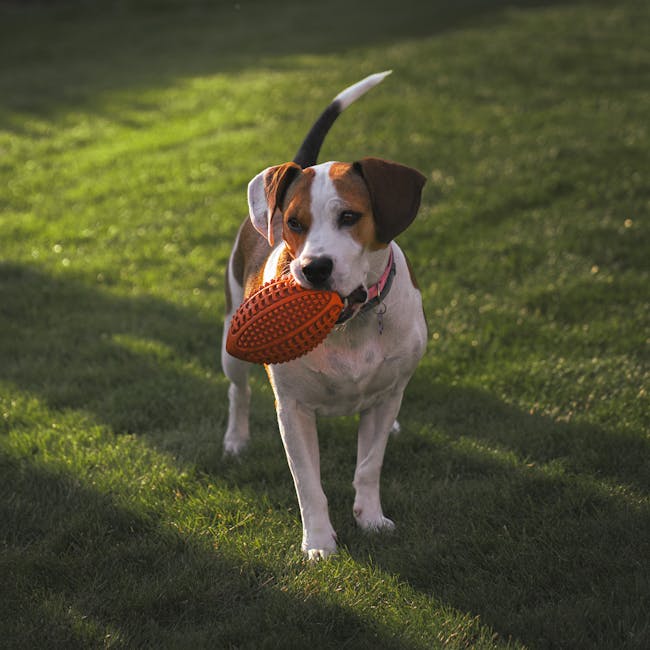 Pelota Indestructible de Goma para mascotas - NOMA Pets MX