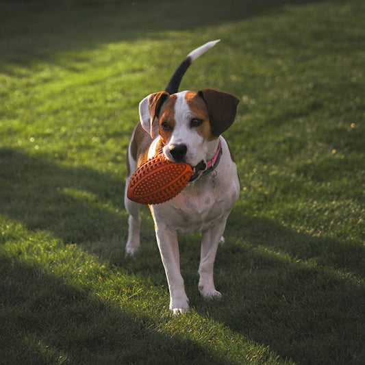 Pelota Indestructible de Goma para mascotas - NOMA Pets MX