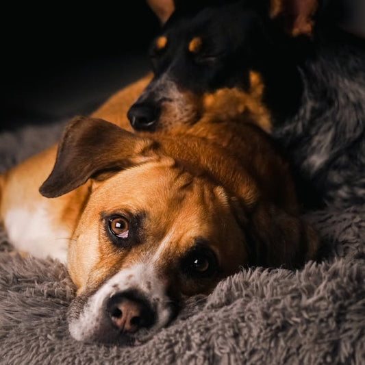 Cama Donut Suave Calmante para Perros