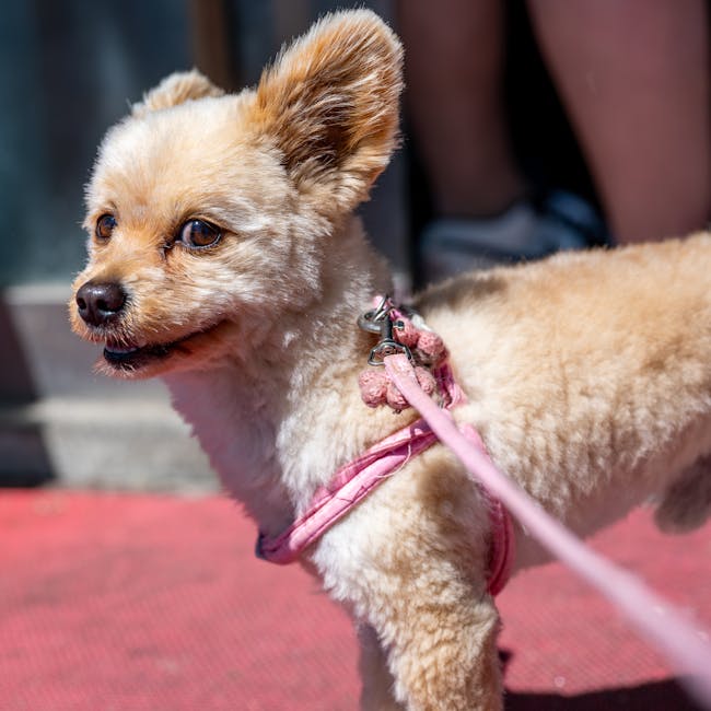Cortauñas Profesional con Lima para mascotas - NOMA Pets MX