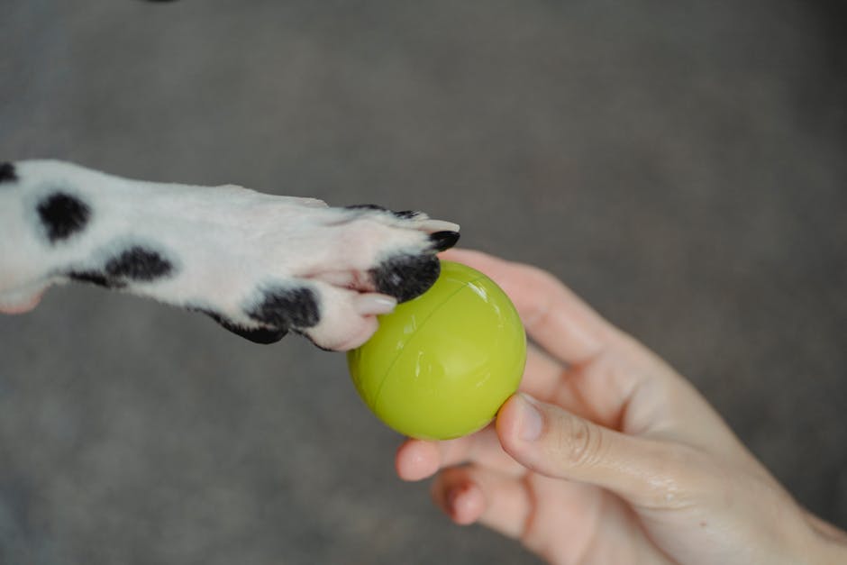 Juguete Pelota Sonora Interactiva
