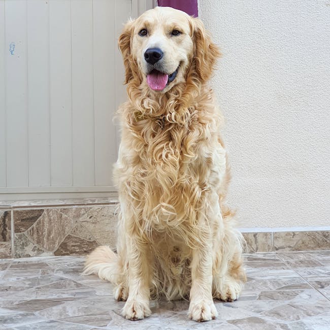 Cepillo Deslanador para Mascotas
