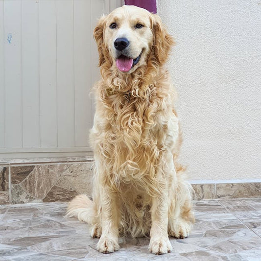 Cepillo Deslanador para Mascotas