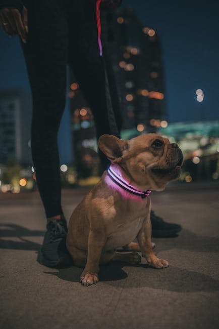 Collar Antitiron LED para Perros