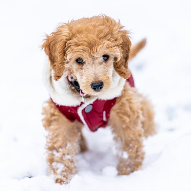 Chamarra Acolchada de Invierno para mascotas - NOMA Pets MX